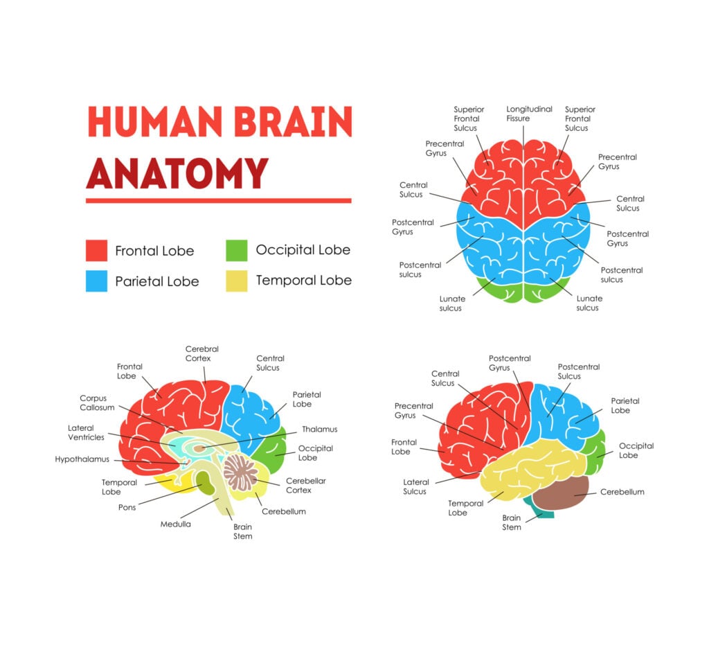 Human Brain Anatomy Infographic Card Poster System Concept of Diagnostics and Health Care Flat Design Style. Vector illustration of Head