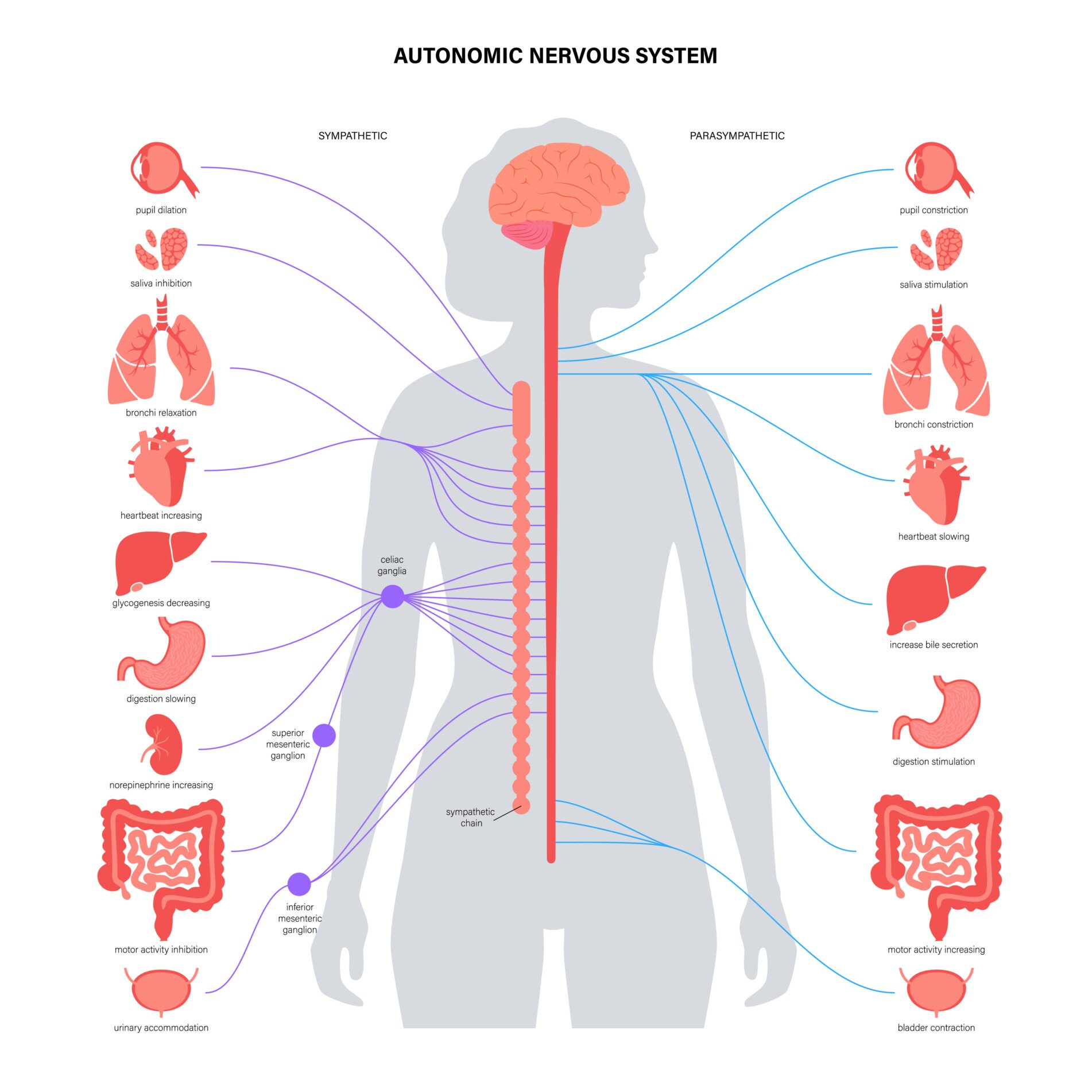 Sympathetic and parasympathetic nervous systems. Diagram of brain and nerves connection. Autonomic nervous system infographic poster.