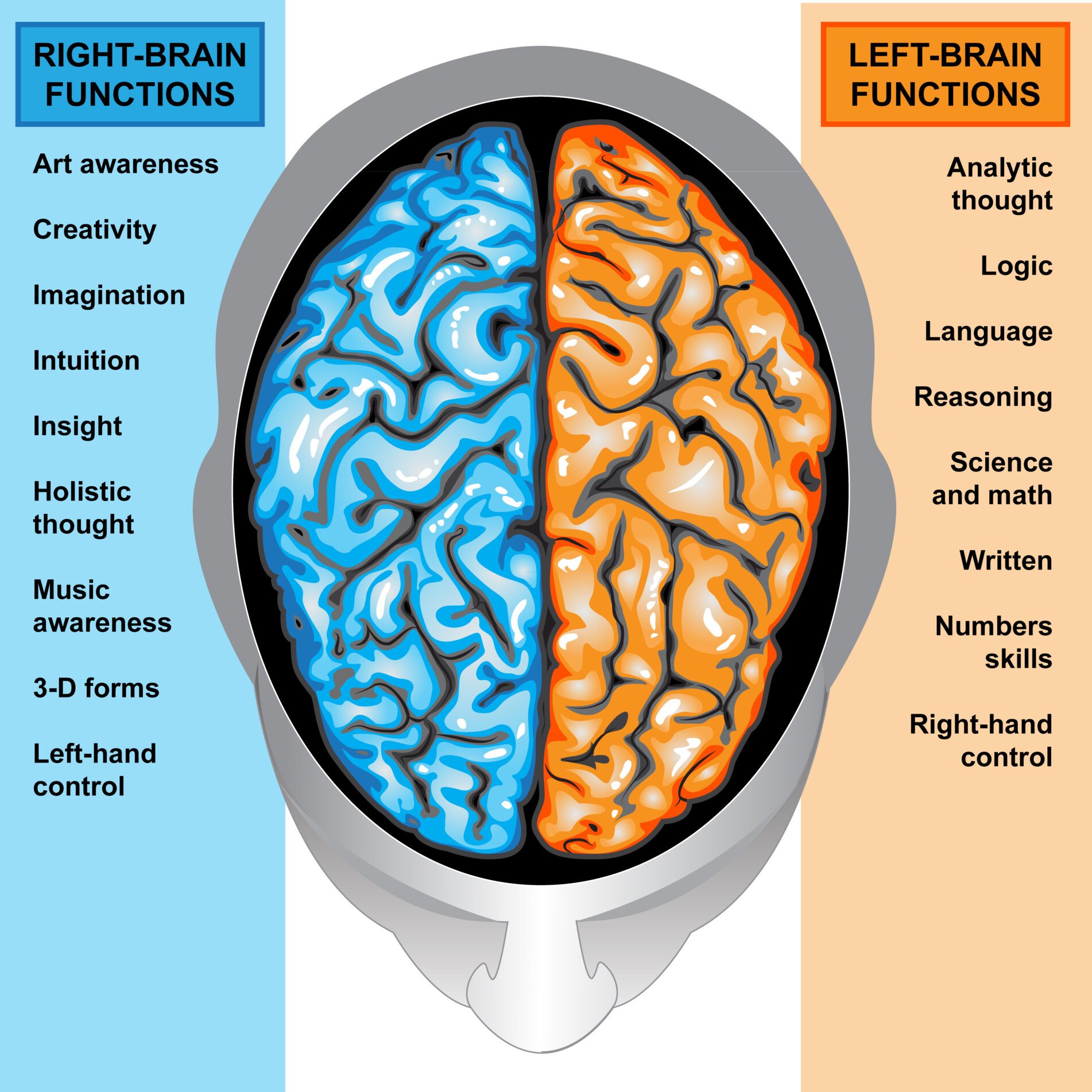 image of the hemispheres of the brain and their functions