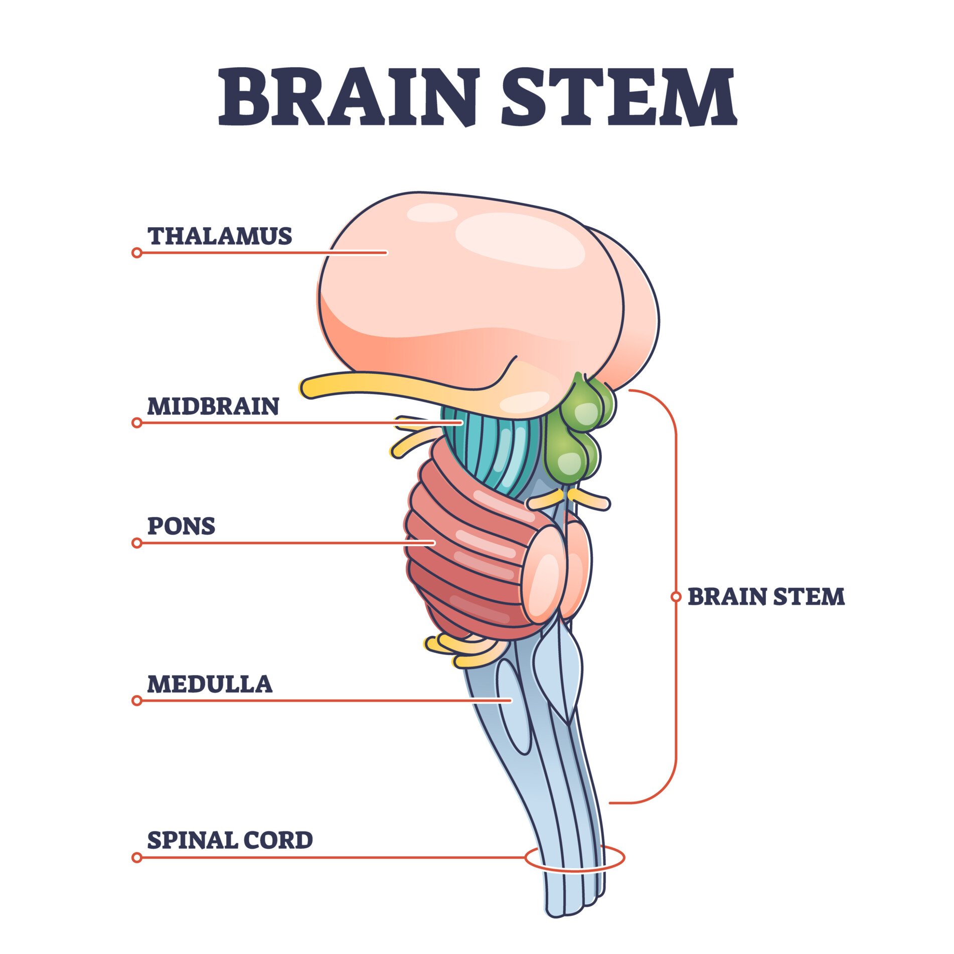 A diagram of the brain stem with the anatomical parts labelled: Thalamus, midbrain, pons, medulla and spinal cord
