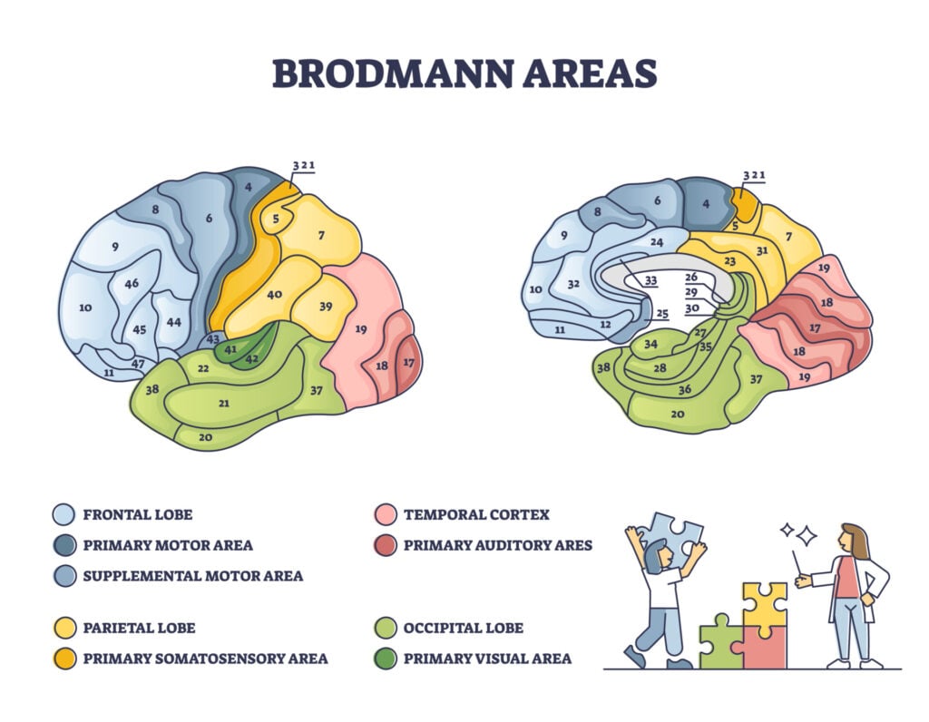 Brodmann areas as anatomical brain region zones of the cerebral cortex outline diagram. Labeled educational cytoarchitecture and histological structure and organization of cells vector illustration.