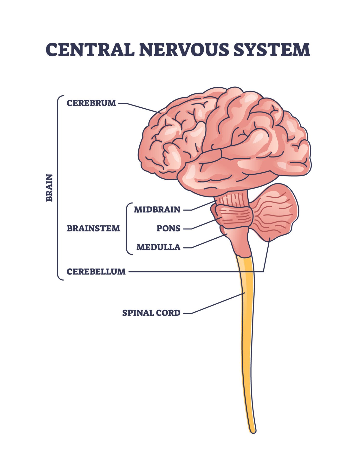 Central nervous system structure outline diagram. Labeled with cerebrum, brainstem, cerebellum and spinal cord