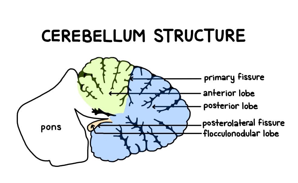 Cerebellum Lobe Structure (Simply Psychology)