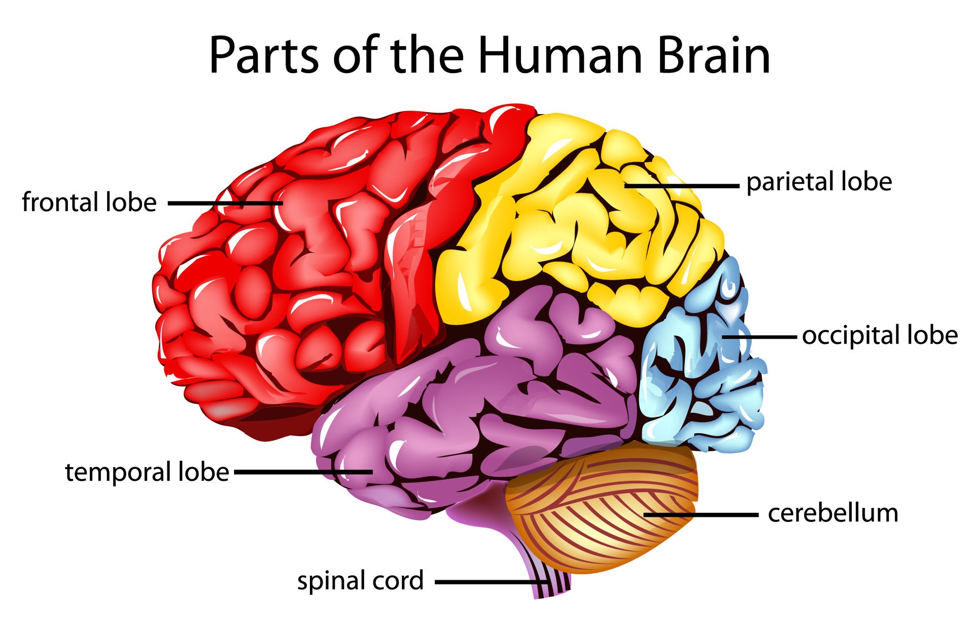 cerebral hemispheres: Frontal lobes, Occipital lobes, Parietal lobes, Temporal lobes