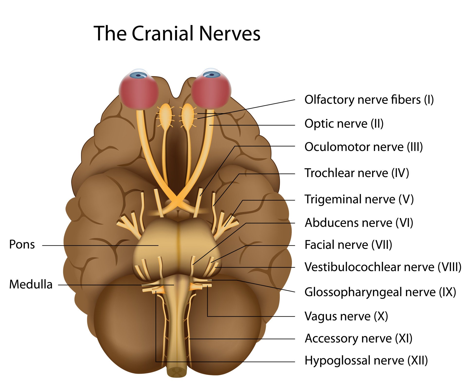The 12 cranial nerves