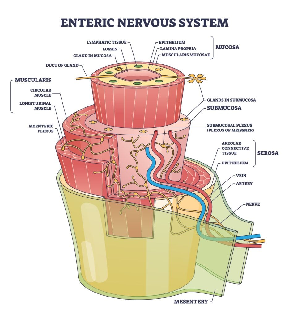 Enteric nervous system or ENS intrinsic autonomic anatomy outline diagram. Labeled educational scheme with complex detailed structure with mucosa, muscularis and mesentery part vector illustration