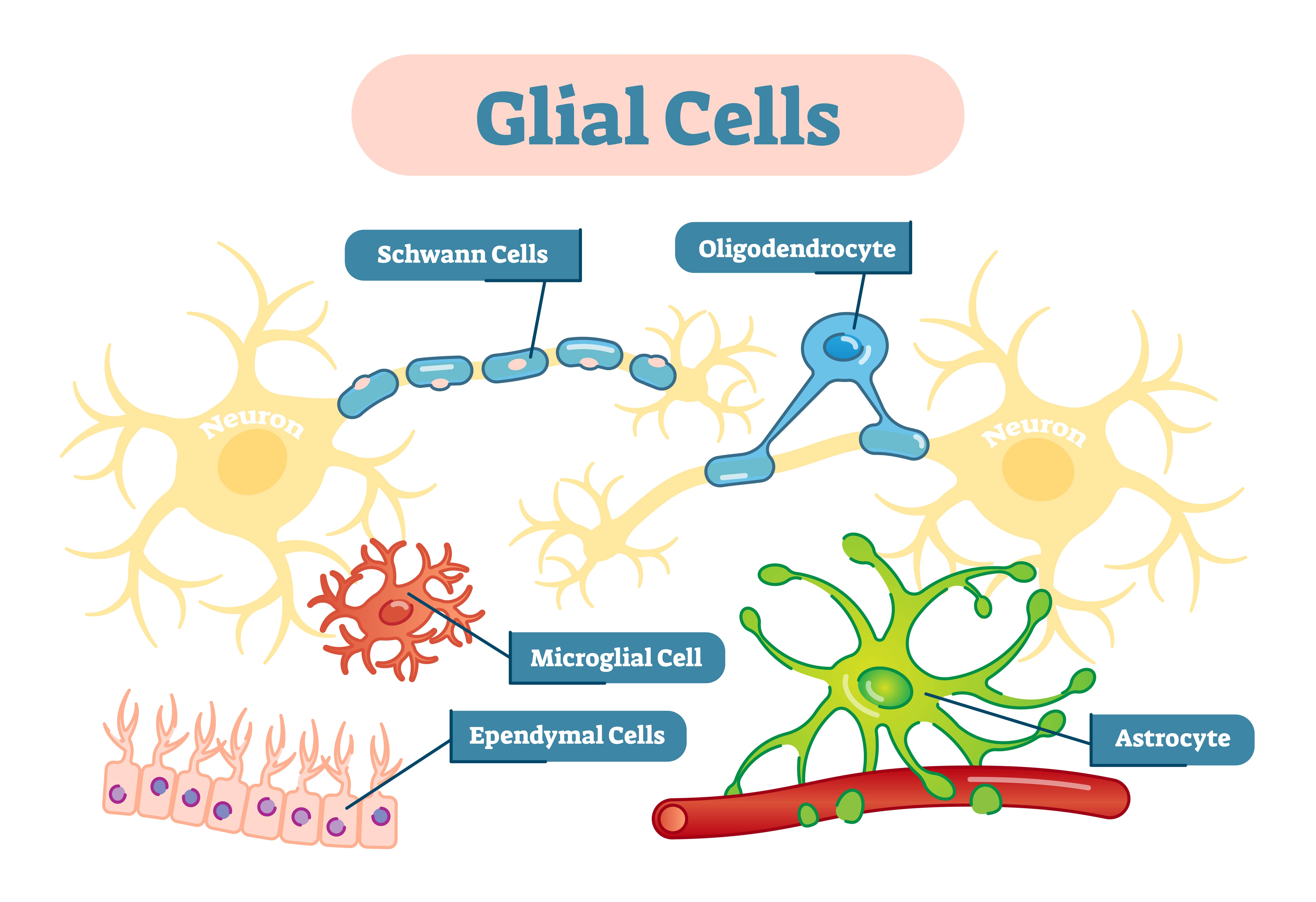 Glia Cells in the Central Nervous System: Astrocytes, Microglial, and Oligodendrocytes.