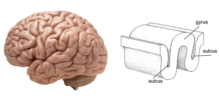 The cortex contains neurons (grey matter), which are interconnected to other brain areas by axons (white matter). The cortex has a folded appearance. A fold is called a gyrus and the valley between is a sulcus.