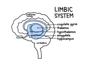limbic system structures