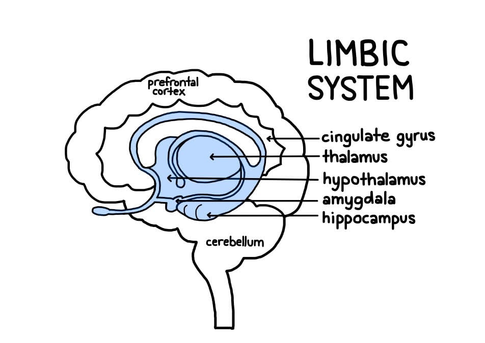 limbic system structures