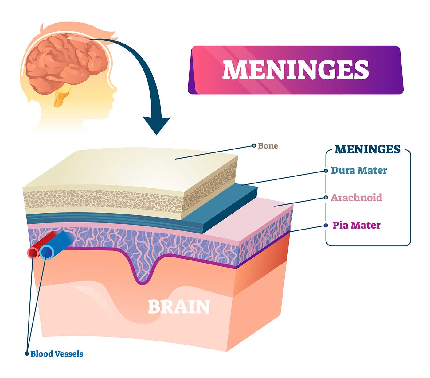 three meningeal layers: pia mater, arachnoid mater, and dura mater