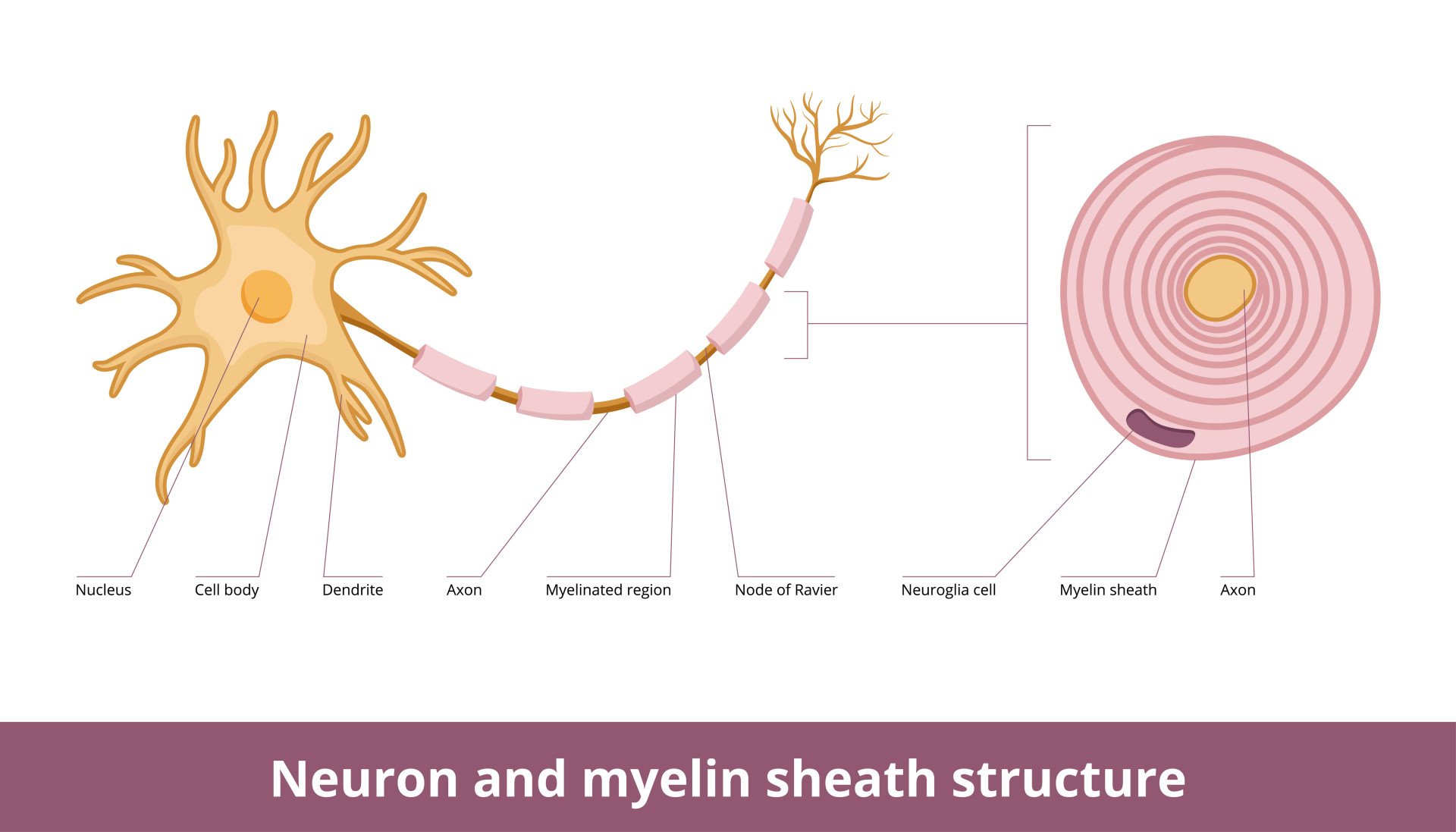 myelin sheath structure