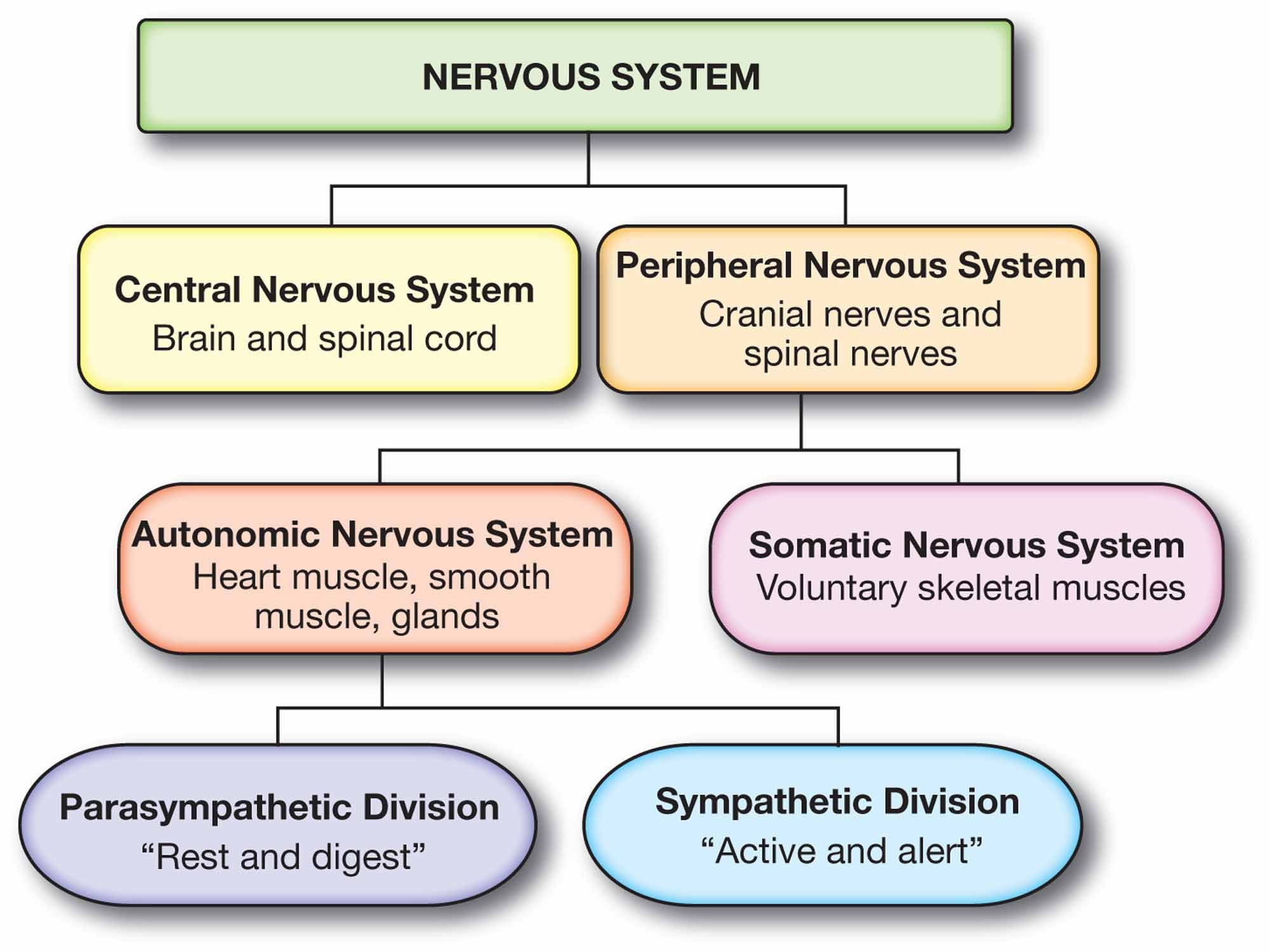 flowchart showing central and peripheral divisions of nervous system 
