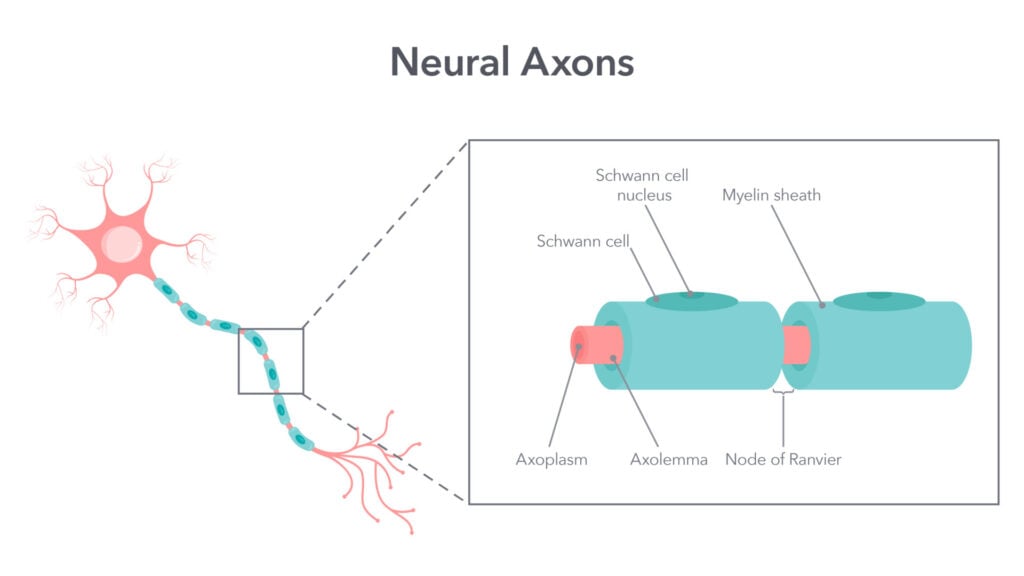 an illustration of a neuron with a focused section on the axon with its labelled parts