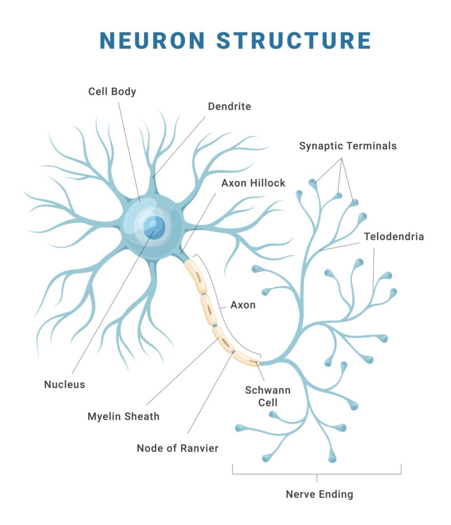 an illustration of a neuron with all the parts labelled including the axon, cell body, and dendrites