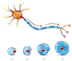 Neuron with myelin sheath
