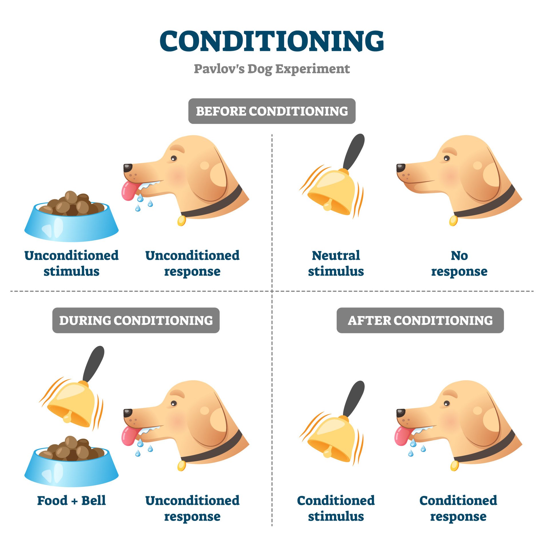 classical conditioning pavlov's dogs