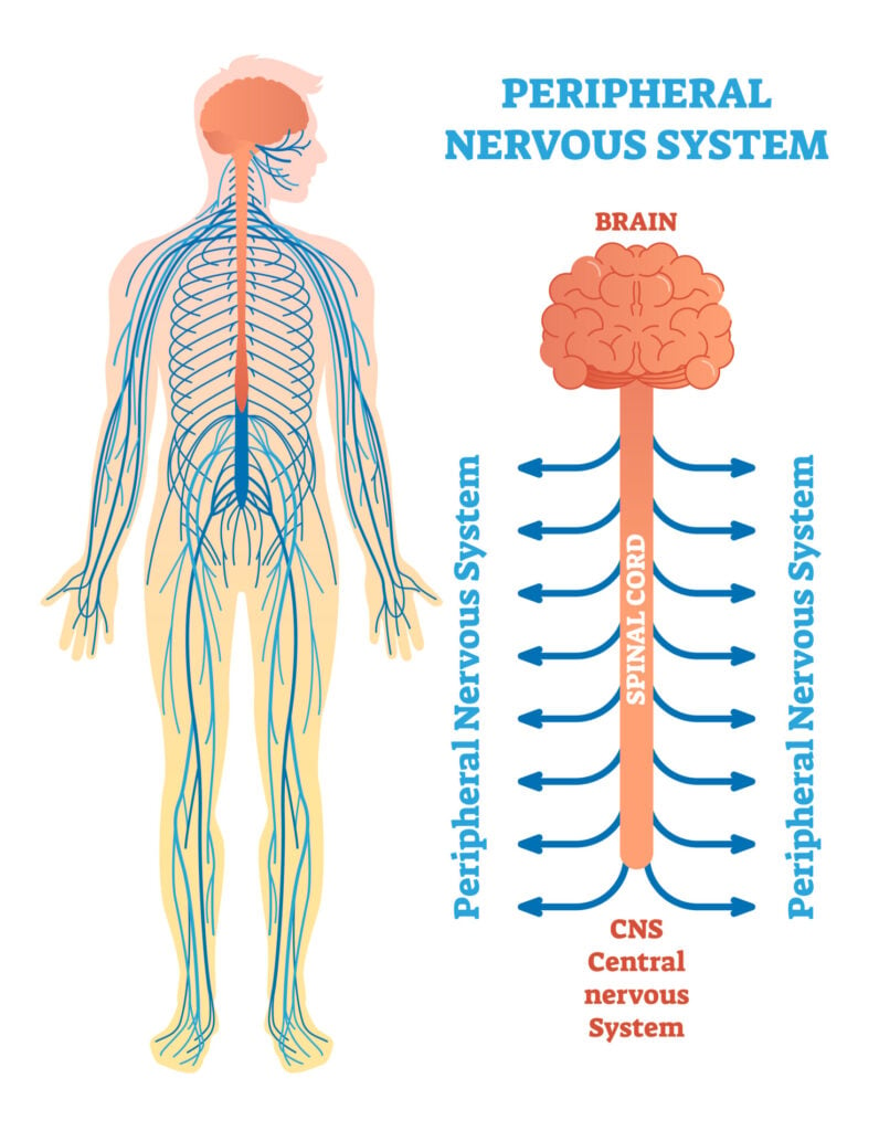 peripheral nervous system 1