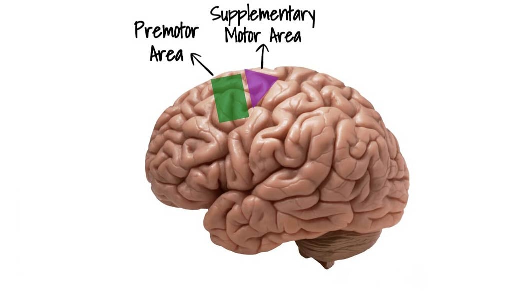 premotor-and-supplementary-motor-cortex
