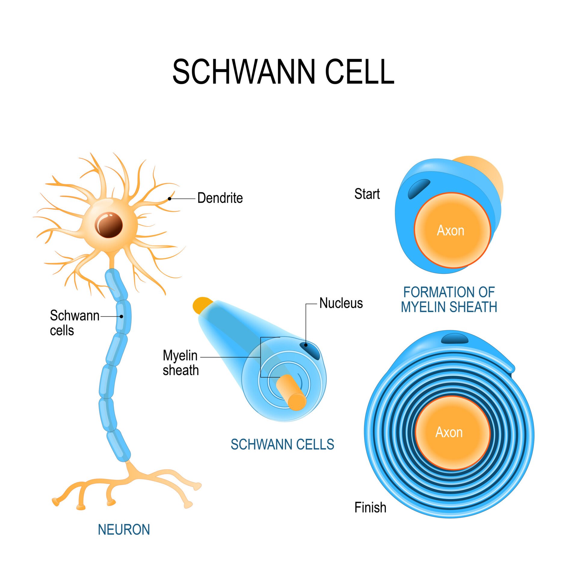 an inforgraphic showing schwann cells and how they work