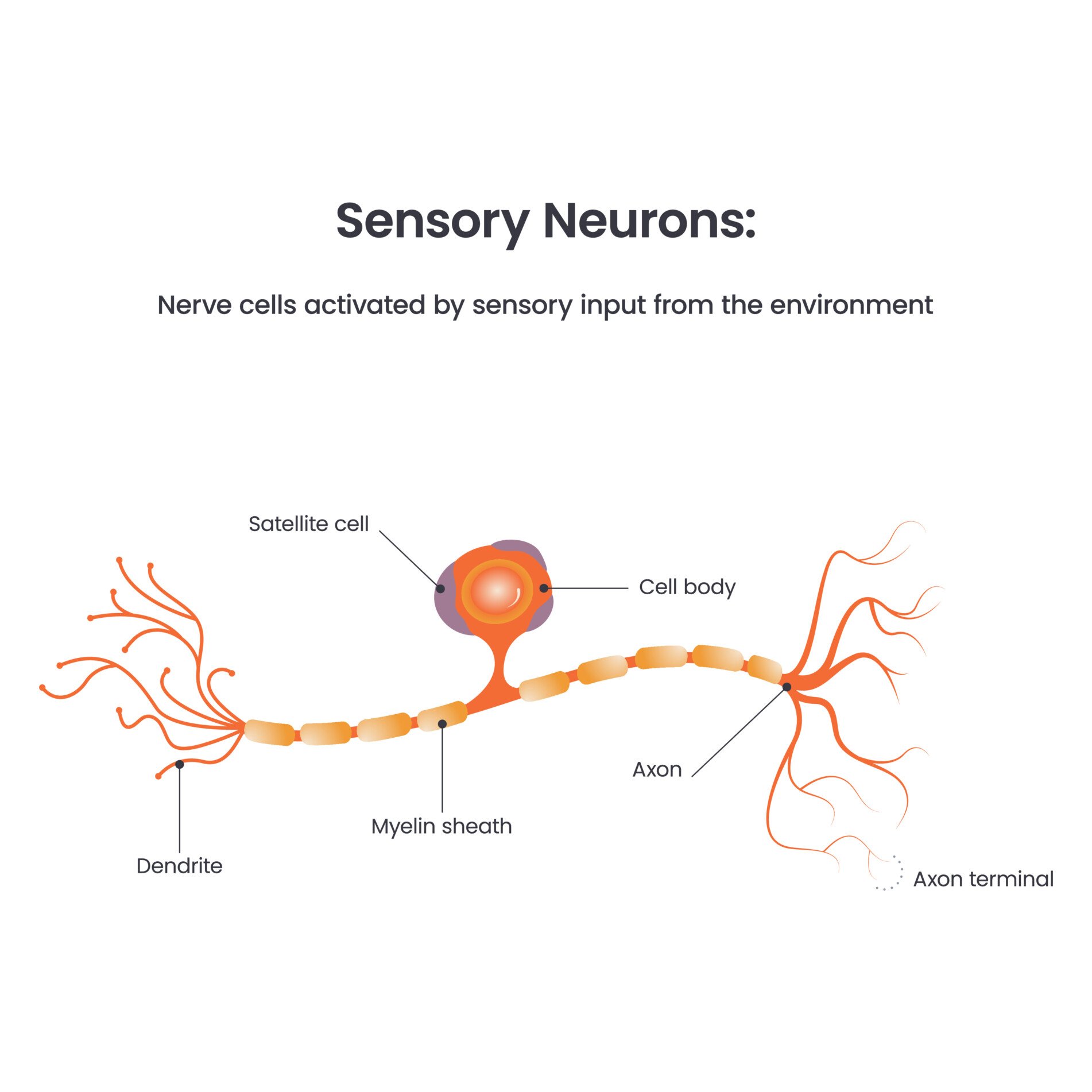 an illustration of a sensory neuron, with labelled parts