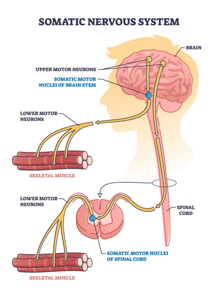 Somatic nervous system with human brain impulse to muscle outline diagram. Labeled educational upper motor neurons and nuclei of brain stem