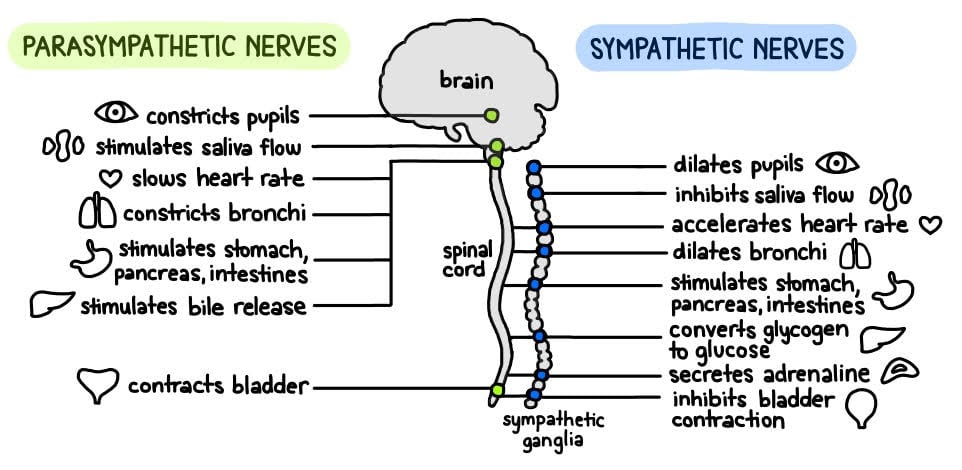 sympathetic vs parasympathetic nervous systems