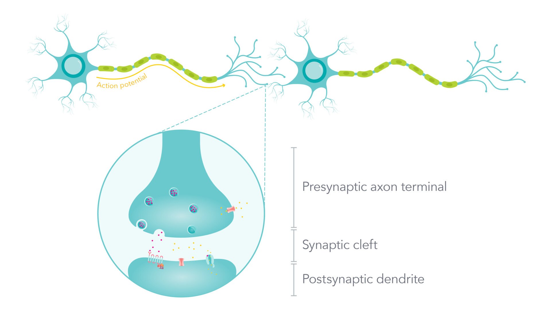 a diagram of a neuron with a section focused on a synapse with labelled parts