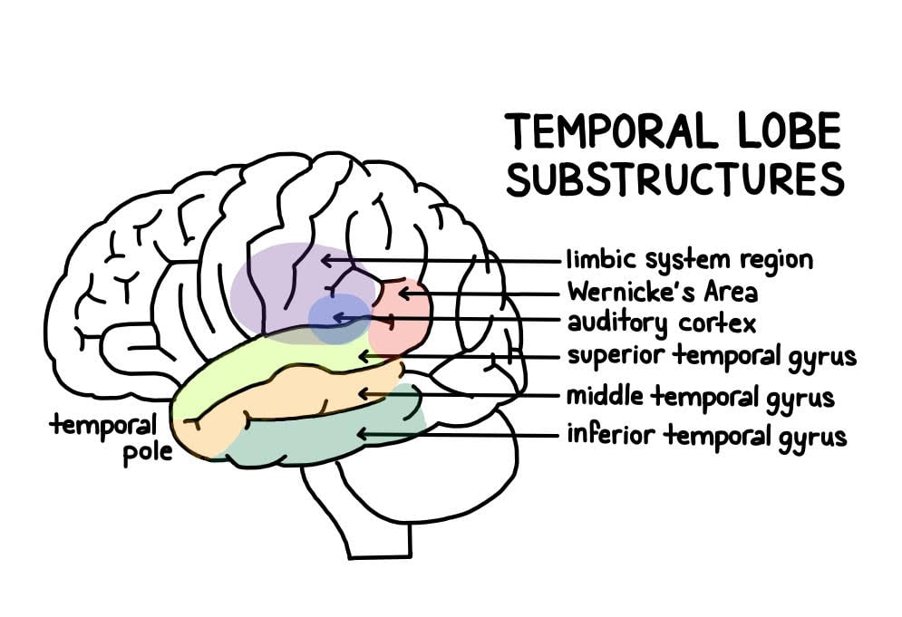 temporal lobe structure