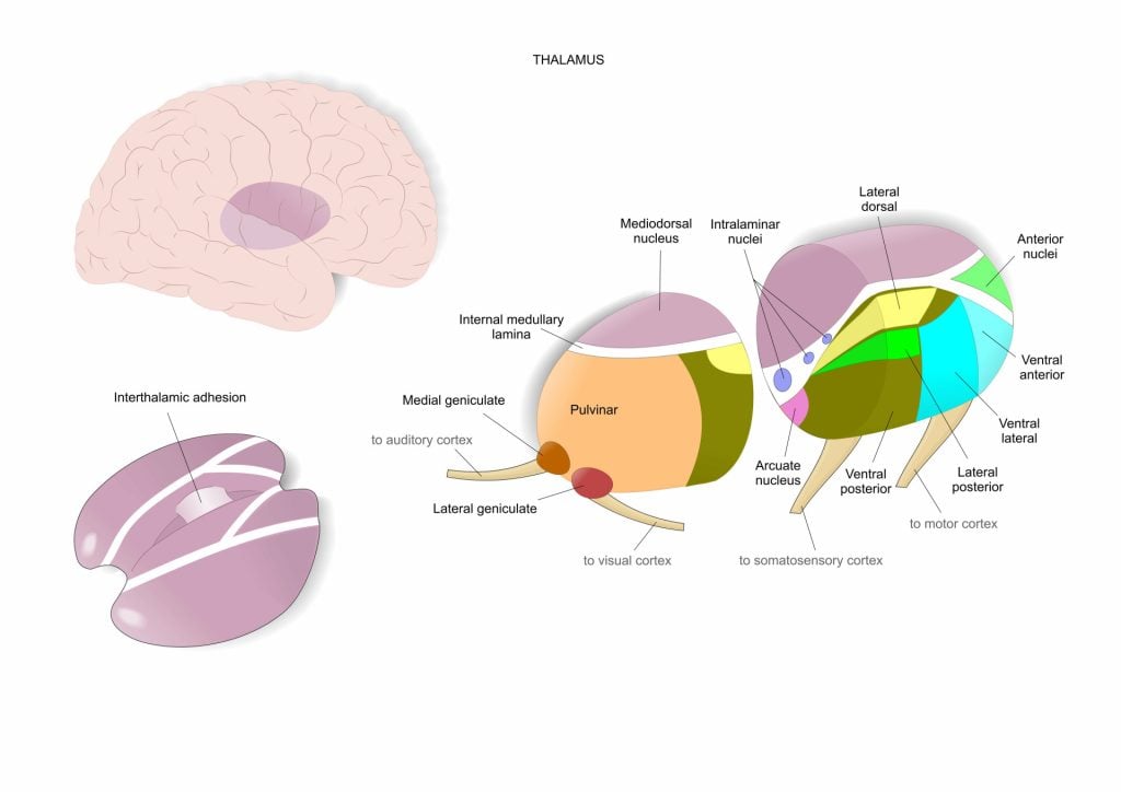 The thalamus, an inner part of the brain, and its main nuclei