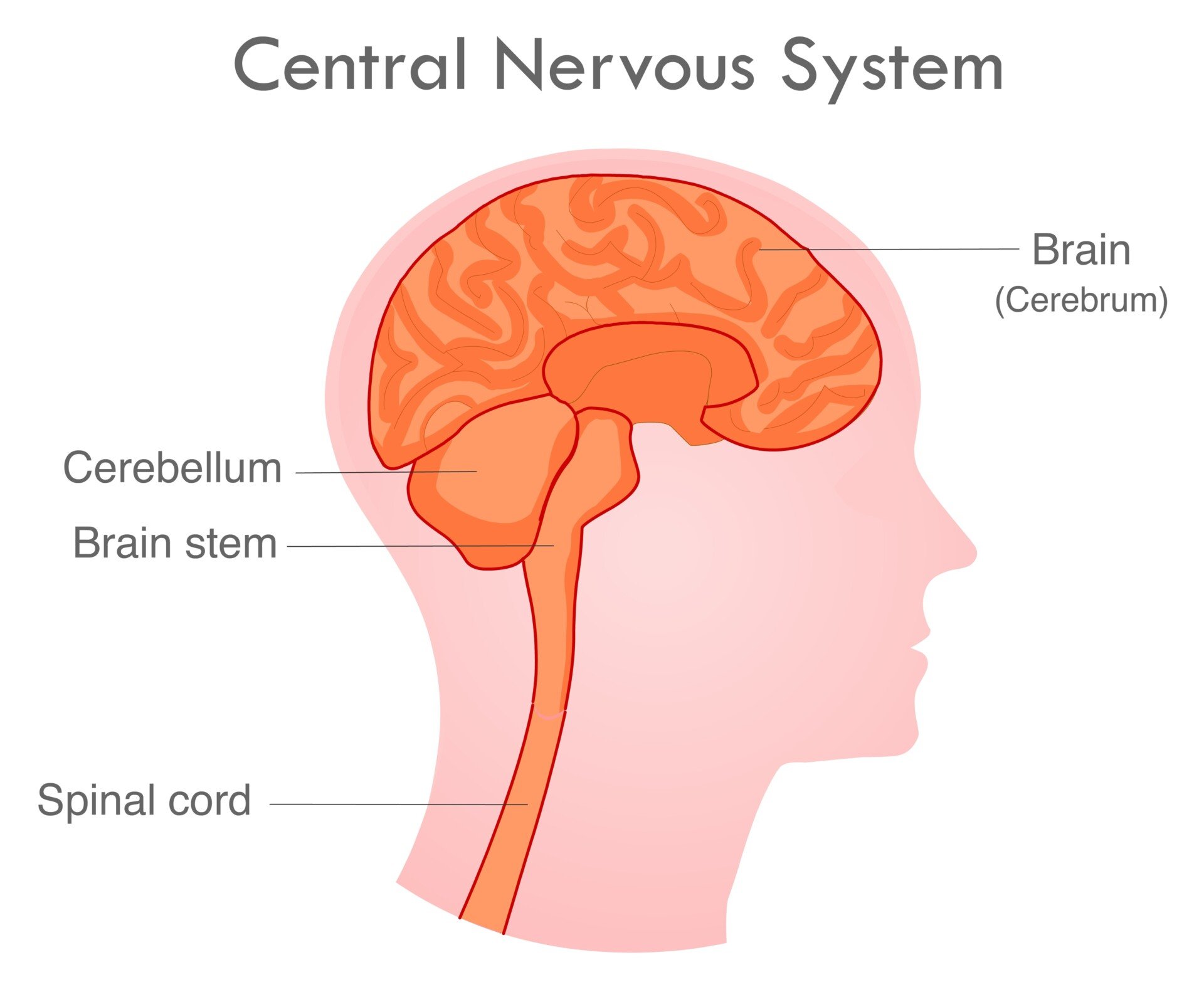 image of the central nervous system