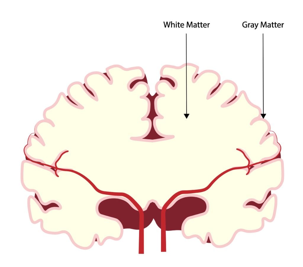 White and Gray Matter anatomy