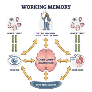 Working memory and conscious awareness, outline diagram vector illustration. Sensory input stage followed by processes of the brain and storing information in long term memory.