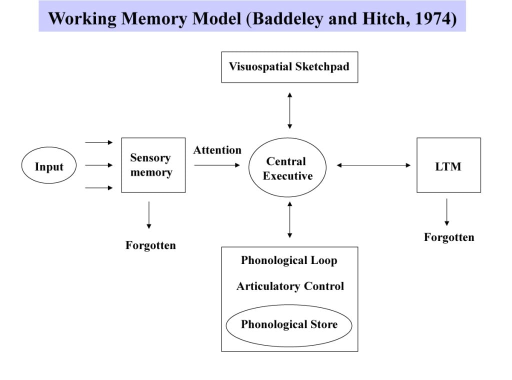 Working Memory2 1