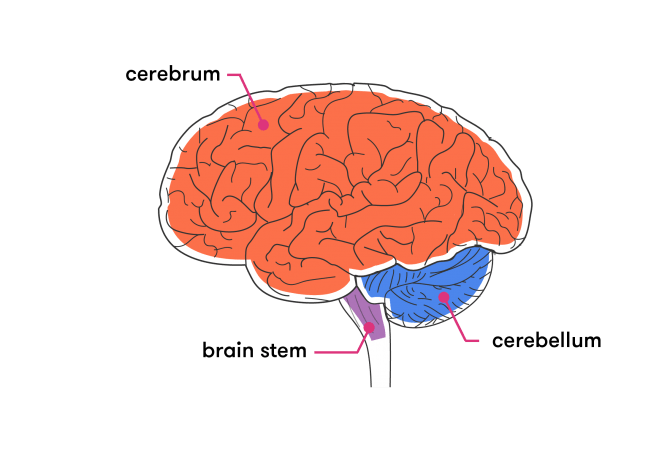 The brain is composed of the cerebrum, cerebellum, and brainstem