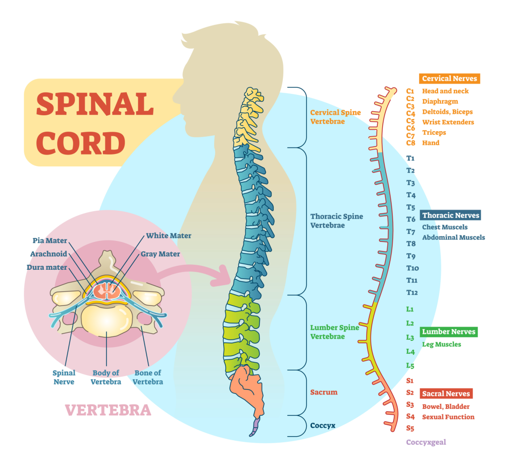 Diagram of the spinal cord